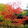紅葉2