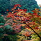紅葉狩りその5