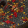 雨上がり　紅葉２