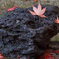 雨上がり　紅葉４