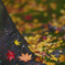 雨上がり　紅葉５