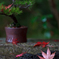 雨上がり　紅葉６