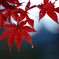 雨上がり　紅葉７