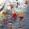 雨上がり　紅葉８