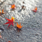 雨上がり　紅葉 ９