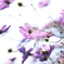 cosmos
