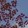 青空に紅の葉