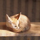 フェネック