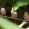 フヨウチョウ(Red-browed Finch)