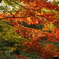 森林公園２