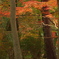 森林公園３