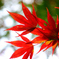 紅葉がキラリ