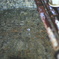 DPP_1755
