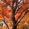 紅葉1