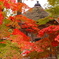 紅葉2