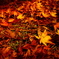 紅葉狩り