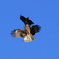 DogFight