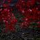 小原村の紅葉