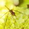 Life of a dragonfly   