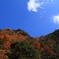 香落渓の木々と空と・・・？
