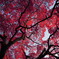 紅く紅く