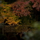 滝口寺　寺門の紅葉