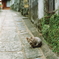 長崎猫