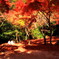 紅葉に包まれて