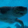 沖縄海洋博公園のウミガメ