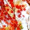 DSC_0033nx2