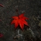 DSC_0040nx2