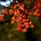 DSC_0046nx2