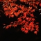 DSC_0053nx2