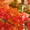DSC_1238nx2