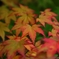 DSC_1266nx2
