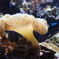 美ら海水族館にて
