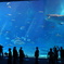 美ら海水族館　大水槽