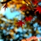 2011.12.04 紅葉 (10)