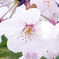 桜　2009