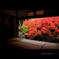 安国寺　ドウダンツツジの紅葉