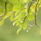 雨の馬見丘陵公園1