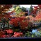 京都 永観堂景観