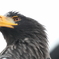 Steller's sea eagle