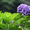 紫陽花