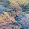 山珊瑚