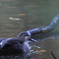 森林公園