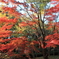 森林公園