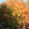 森林公園