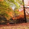 Harmony of Autumn