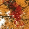 Red in Yellow